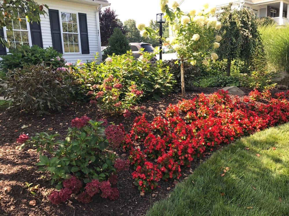 Vibrant flower garden with red begonias and lush greenery near a home.